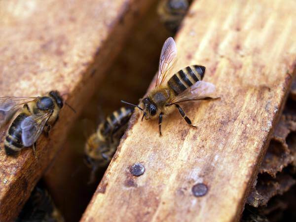 Queen Mary University of London research news on bees interaction
