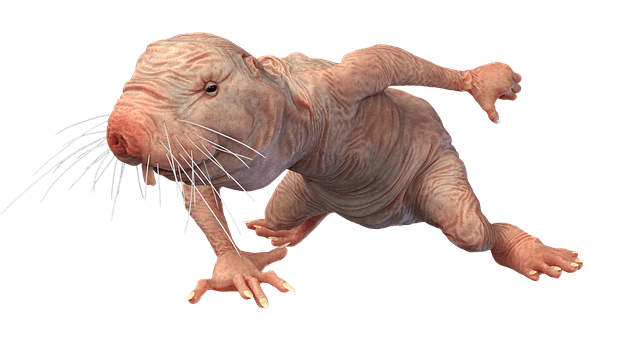 Research news on Longevity gene from naked mole rats extends lifespan of mice at Plenareno