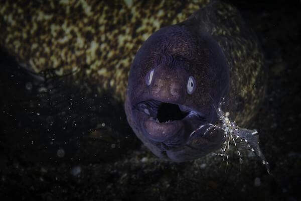 Nagoya University research news on electric eels